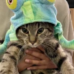 Cat owners handed £9,000 vet bill after London heatwave accident: ‘We just wanted to keep him cool’
