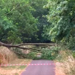 Don’t sit under trees in heatwave, park visitors told as Britain braces for 33C temperatures this week