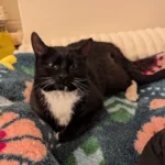 Former lawyer’s court fight over body after mystery death of cat seized by RSPCA in police raid