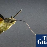 ‘Grey lump with orange wings’: migrating moth descends on UK gardens