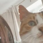 Cat missing for 10 years returns home on owner’s 30th birthday