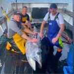 First giant tuna caught off Yorkshire since 1960s