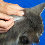 Pet flea treatments face calls for urgent ban over devastating risks to the environment
