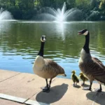 Members devastated after prestigious tennis club secretly culls geese and goslings