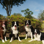 Your dog can spot when you are happy or scared, scientists find