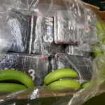 Tonnes of cocaine worth more than £200m found inside banana boxes at British port