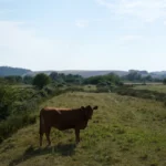 Man, 78, killed after being ‘trampled by cattle’ at National Trust estate