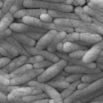 Person dies and hundreds fall ill in UK salmonella outbreak linked to eggs
