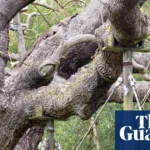 England’s ancient oak trees dying in extreme hot and dry weather