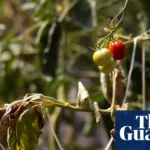 UK relies on heat-stressed countries for fruit and veg it could grow itself – report
