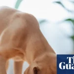 Dog food recalled after reports of pets losing their sight