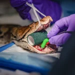40kg python becomes first-ever snake to receive cancer treatment normally used on humans