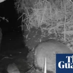 Wild beaver kits born in Norfolk for first time in more than 500 years
