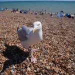 Britons lose £171 million worth of food a year to seagulls, research shows