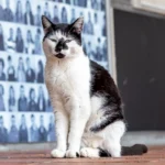 University of Essex mourns death of beloved campus cat Pebbles
