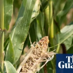 UK has not done enough to prepare for shocks to food supplies, says watchdog