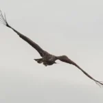 ‘Death-defying’ sea eagle with broken wing spotted soaring over Scottish skies