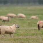 Woman tells court why she took lambs from King’s Sandringham estate